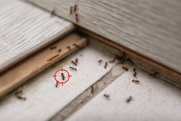 Best Affordable Pest Control Services  in Bridgeport, PA