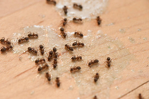 Best Mosquito Control Services  in Bridgeport, PA